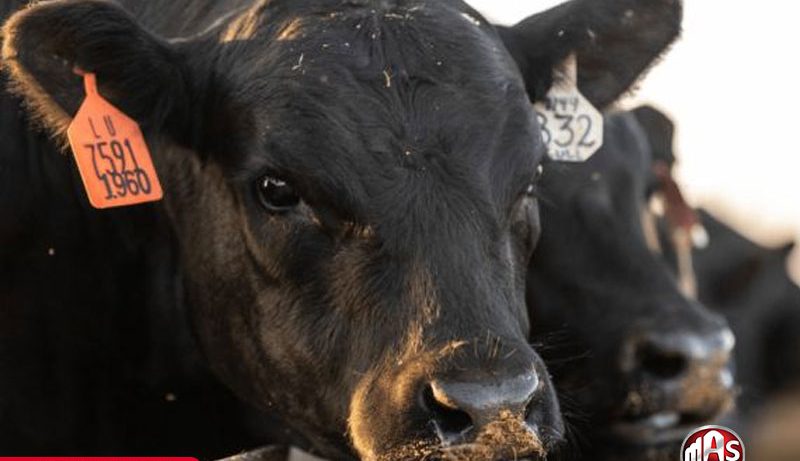 4 زمینه کلیدی استرس گرمایی در گاو شیری و مدیریت آن