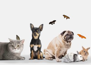 حیوانات خانگی