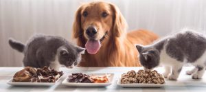 قیمت گذاری در بازار غذای حیوانات خانگی